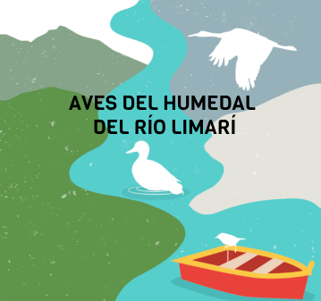 Aves del humedal del Río Limarí