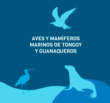 Aves y mamíferos marinos de Tongoy y Guanaqueros