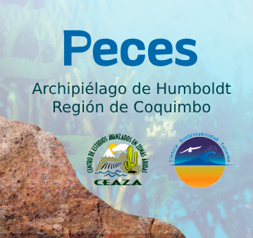 Bajo el Mar de La Higuera: